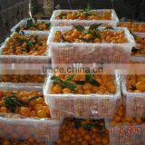 Mandarin Orange Fruit Cheaper Price thumbnail-6