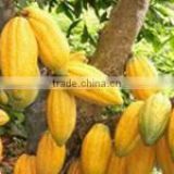 Very good cocoa beans forestaro from Ivory Coast