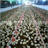Poultry Farming Automatic Feeding System Manufacturer In China/auger Feed System thumbnail-2