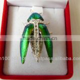 2014 Hot sale natural beetle brooches