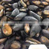 IQF Half Shell Blue Mussel thumbnail-1