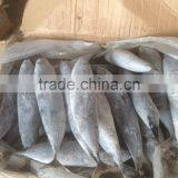 Sea Frozen Bonito Tuna thumbnail-4