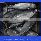 Frozen Bonito Whole Fish thumbnail-1