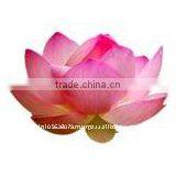 Lotus Essential Oil thumbnail-1