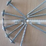 galvanized nails / roofing nails hot dipped nails
