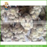 Sale Fresh Natural White Garlic