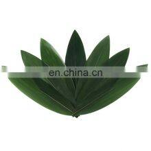 Natural Green Fresh Sushi Rolling Bamboo Leaves Food Decoration Leaf