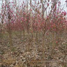 Prices of 8 - Centimeter, 10 - Centimeter and 12 - Centimeter Magnolia Liliflora in 2021 thumbnail-4