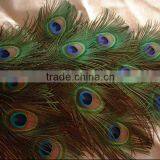 Wholesale Natural Peacock Feather Decorative Birds thumbnail-5