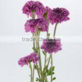 China Hot Selling Chrysanthemum From Yunnan thumbnail-3