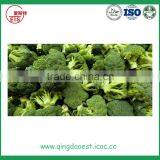 Best Price Fresh Broccoli for Sale 600-700g/pc
