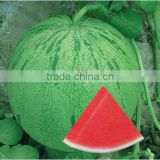 Star Shower green skin high yield seedless watermelon seeds