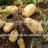 Good Taste Potato thumbnail-1