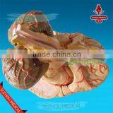 Distribution of Brain and Cerebral Arteries thumbnail-3