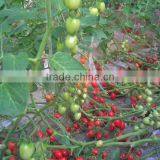 High Resistance High Yield Hybrid F1 Cherry Tomato Seeds thumbnail-1