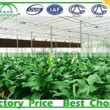 Commercial Polycarbonate Sheet Greenhouses for Sale thumbnail-4