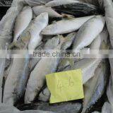 Frozen Indian Mackerel Whole thumbnail-1