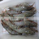 Frozen Shrimp and What is Shrimp thumbnail-1