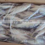 BQF WHOLE ROUND FROZEN HORSE MACKEREL FISH thumbnail-3