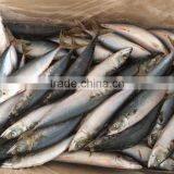 Mackerel Ice Fish thumbnail-1