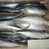 New Frozen Mackerel Load Nov 22 (500g Up) thumbnail-1