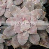 Graptopetalum Pentandrum v Superbum, Decorative Plants Echeveria, Succulent Plants, Tropical Plants thumbnail-2