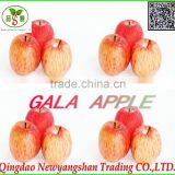 Gala Apple/Fresh Apples/Apple