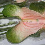 Diversified in Packaging Top Sell High Breed Seeds Antirrhinum Majus Flower thumbnail-6