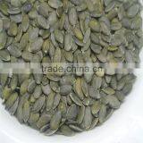 GWS Pumpkin Kernels Hybrid Chilli Seeds thumbnail-2