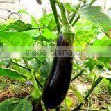 Clean Fresh Eggplant Made in Viet Nam Good for Heathy thumbnail-1