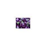 Fresh Vegetables Suppliers thumbnail-4