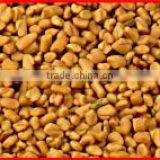 Fenugreek Seed Exporters thumbnail-2