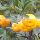 Chinese Baby mandarin orange strong supply capacity ability low price
