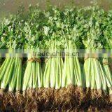 No. 1 Exporter of Celery Seed Essential Oil thumbnail-3