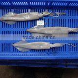 Squid Needle thumbnail-1