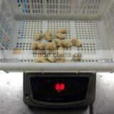 Mix of Seafood thumbnail-4