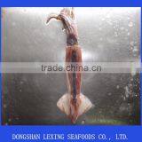 Frozen Illex Squid Whole Argentinus Sea Frozen