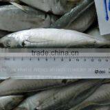 Frozen Horse Mackerel 20CM+ Fish Frozen Fish thumbnail-1