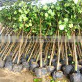 Hibiscus Tiliaceus Trees thumbnail-4