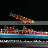 Giant Coolie Loach Fish / Aquarium Fish Farm thumbnail-5