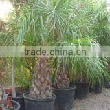 Livistonia Decipiens "Ribbon Fan Palm" thumbnail-1