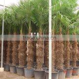 Trachycarpus Fortunei thumbnail-1