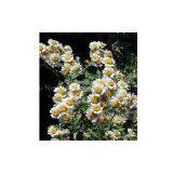 Feverfew Extract/Tanacetum Parthenium/Parthenolide thumbnail-1