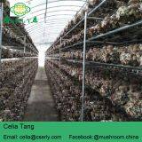Changsha Erly Biological Technology Co.,Ltd company overview - view 3 thumbnail