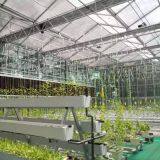 High Tech Glass Greenhouse Equipped with Hydroponic System