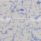 Bacterial Slides , Microbial Slides thumbnail-3
