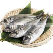 Small Eye Horse Mackerel Frozen Horse Mackerel Fish thumbnail-4