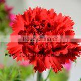 Low Price Carnation Flowers Carnation Cut Flower Prices Weddings Decoration