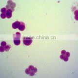 50pcs Box Chick Embryo Prepared Microscope Slides thumbnail-4