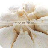 Kosher-High Quality &Natural Garlic Extract thumbnail-1